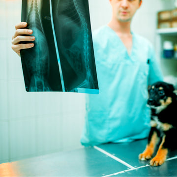 A vet inspecting the x-ray of a dog whilst the dog also looks up to see it,